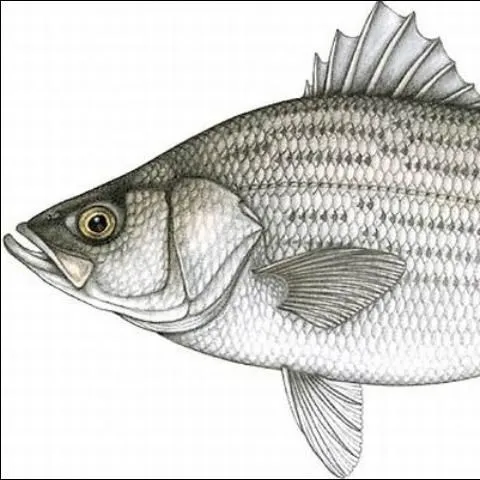 thumbnail for publication: Candidate Species for Florida Aquaculture: Hybrid Striped Bass, Morone saxatilis x Morone chrysops